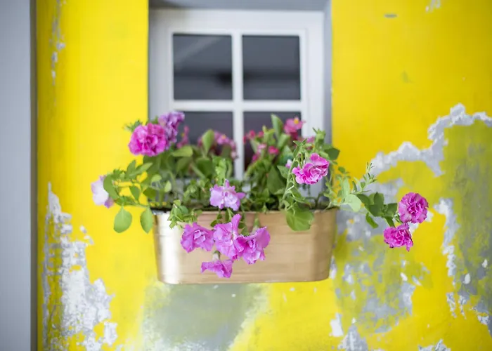 Miss Sophie'S New Town & Wellness